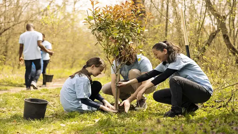Trees and Their Benefits: How They Support Life on Earth